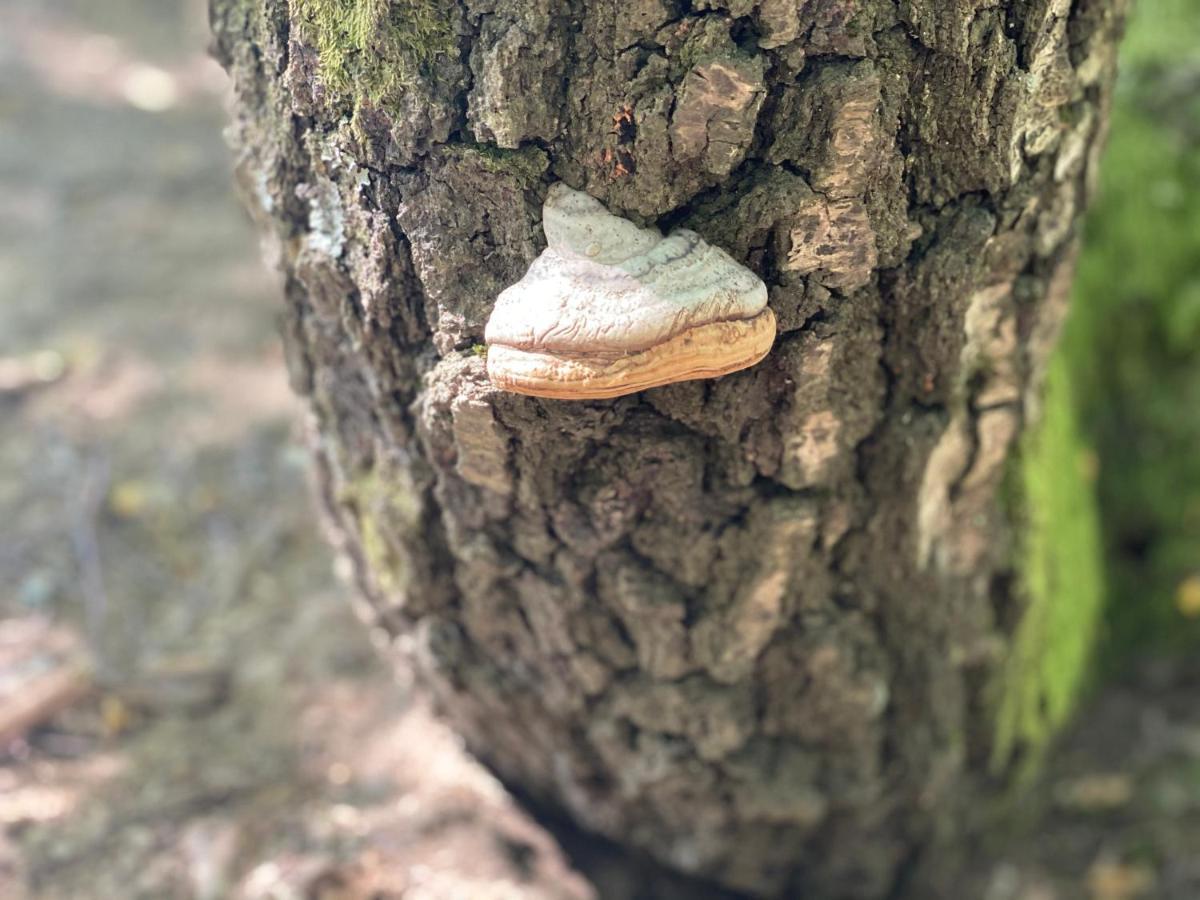 Sanmari_Forest Ledenice Bagian luar foto